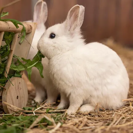 Laudegghof アパート