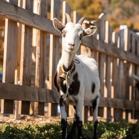 Laudegghof アパート