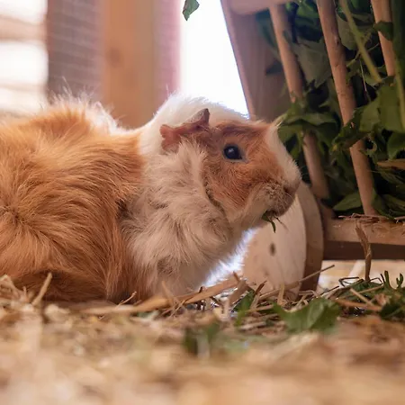 Laudegghof ラディス